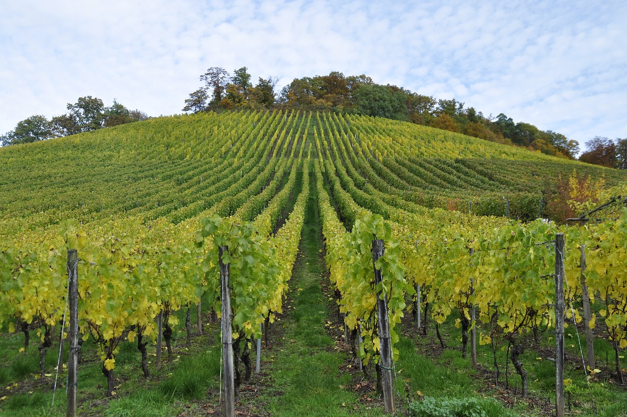 vineyard, enz, sternenfels-199135.jpg