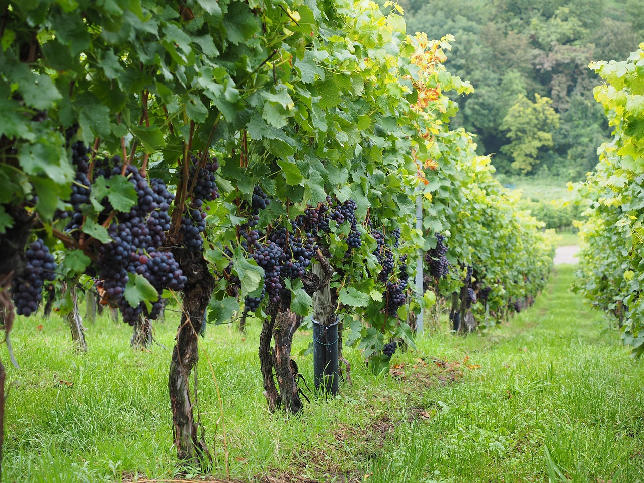 vineyard, grapes, berry-694197.jpg